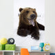 Captive Brown Bear Resting In Snow Wall Mural