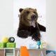 Captive Brown Bear Resting In Snow Wall Mural