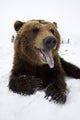 Captive Brown Bear Resting In Snow Wall Mural