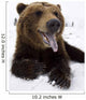 Captive Brown Bear Resting In Snow Wall Mural