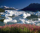 Composite View Of Colony Glacier W/ Fireweed Southcentral Wall Mural