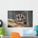 Sugar Glider Wall Mural