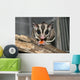 Sugar Glider Wall Mural