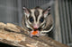 Sugar Glider Wall Mural