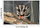 Sugar Glider Wall Mural