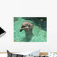 Delfin Dolphin Smile Wall Mural