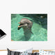 Delfin Dolphin Smile Wall Mural