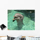 Delfin Dolphin Smile Wall Mural
