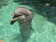 Delfin Dolphin Smile Wall Mural