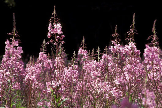 Detail Of Fireweed In Bloom Alaska Summer Wall Mural