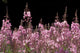 Detail Of Fireweed In Bloom Alaska Summer Wall Mural