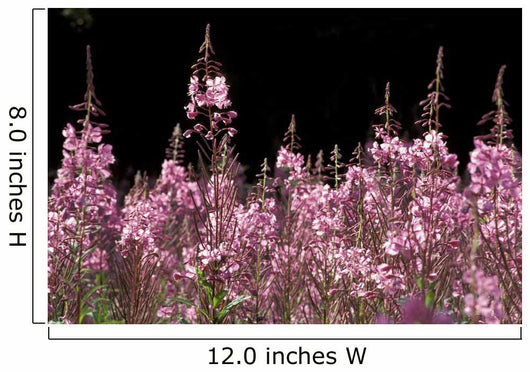 Detail Of Fireweed In Bloom Alaska Summer Wall Mural