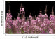 Detail Of Fireweed In Bloom Alaska Summer Wall Mural