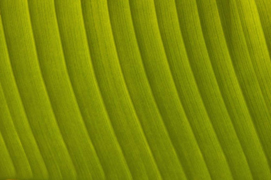 Morocco, Detail of leaf in the gardens of La Mamounia Hotel Wall Mural
