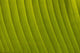 Morocco, Detail of leaf in the gardens of La Mamounia Hotel Wall Mural
