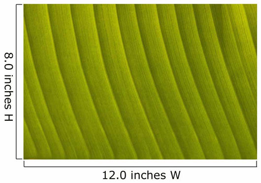 Morocco, Detail of leaf in the gardens of La Mamounia Hotel Wall Mural