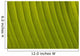 Morocco, Detail of leaf in the gardens of La Mamounia Hotel Wall Mural