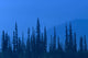 Spruce Trees In Haze From Forest Fire In Ak Summer/Nsouth Of Fairbanks Wall Mural