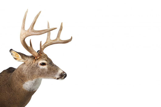 Large Whitetail Buck White Wall Decal Design 2