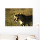 Lioness With Cub Wall Mural