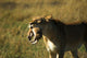 Lioness With Cub Wall Mural