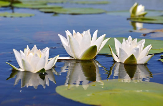 Three Lilies