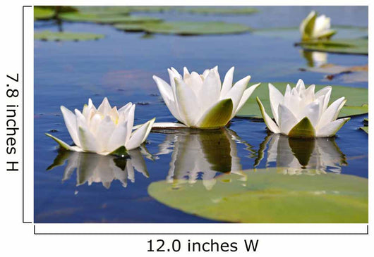 Three Lilies
