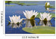 Three Lilies