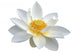 White Lotus Flower Wall Decal