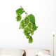 Plant Hop on  White Background Wall Decal