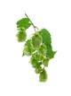 Plant Hop on  White Background Wall Decal