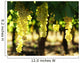 Grapes Wall Mural