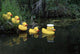 Rubber Ducks In A Row Pond Southcentral Alaska Wall Mural