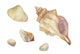 Watercolor Seashells 2 Wall Decal Sticker Set