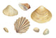 Watercolor Seashells 1 Wall Decal Sticker Set