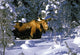 A Moose Belly Deep Wall Mural
