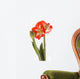 Amaryllis Wall Decal