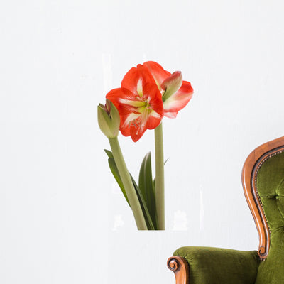 Amaryllis Wall Decal shown on a wall