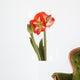 Amaryllis Wall Decal