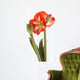 Amaryllis Wall Decal