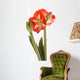 Amaryllis Wall Decal