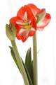 Amaryllis Wall Decal