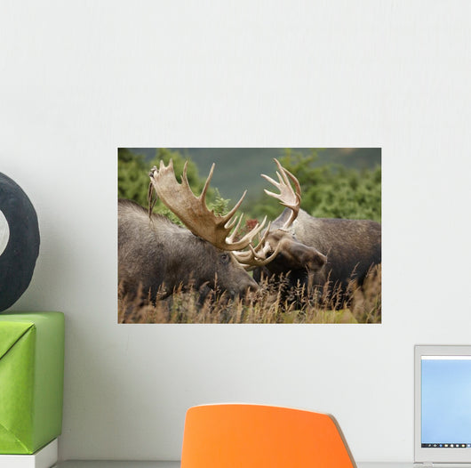 Two Bull Moose Alces Wall Decal