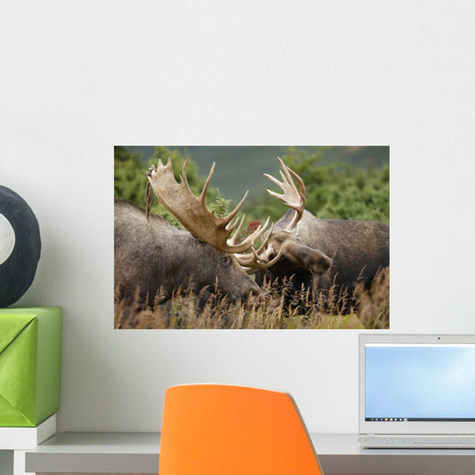 Two Bull Moose Alces Wall Decal