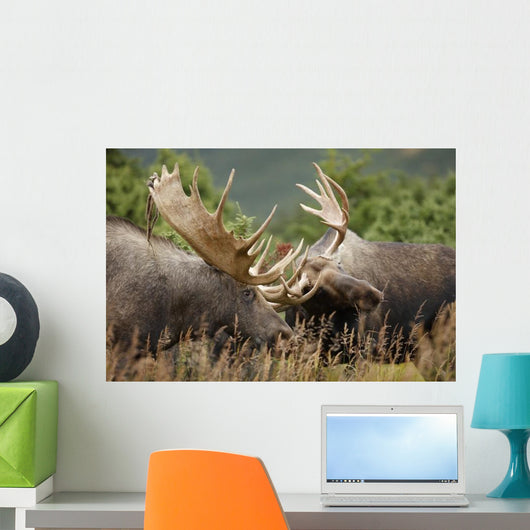 Two Bull Moose Alces Wall Decal