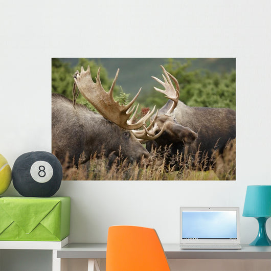 Two Bull Moose Alces Wall Decal