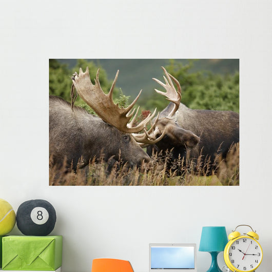 Two Bull Moose Alces Wall Decal