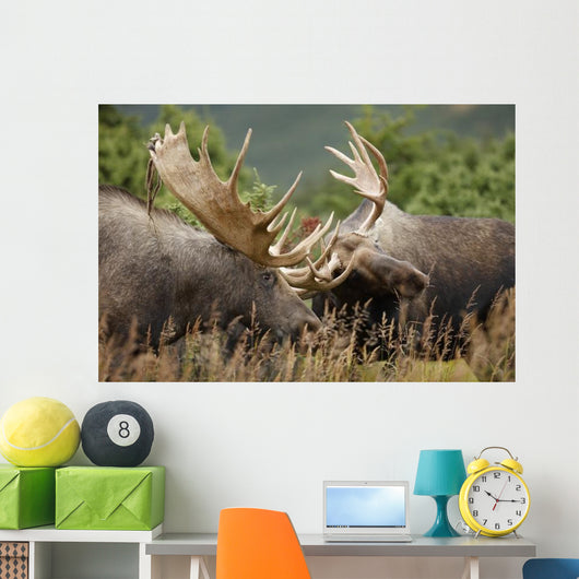 Two Bull Moose Alces Wall Decal
