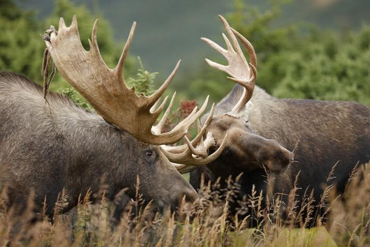 Two Bull Moose Alces Wall Decal