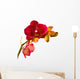 Orange Phalaenopsis Orchid Wall Decal